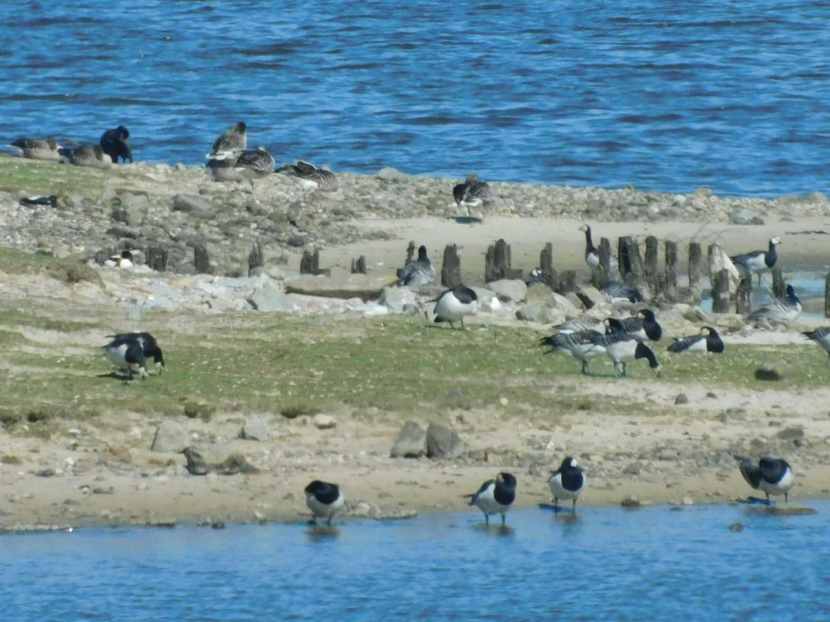 Nordsee Nordstrand Bagian luar foto